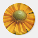 Suche nach gerbera magnete Botanisch