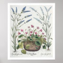Suche nach cyclamen poster Botanisch