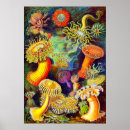Suche nach seeanemonen poster Actiniae
