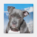 Suche nach pitbull magnete Haustiere