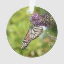 Suche nach lila schmetterling ornamente Natur