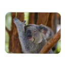Recherche de câlin magnets Koala