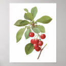 Recherche de cherry fruit posters Botanique