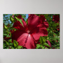 Suche nach hibiskus poster Hibisken blume