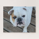 Recherche de bouledogue français puzzles Animal de compagnie