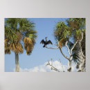 Suche nach kormoran poster Wasservogel