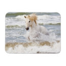 Recherche de cheval camargue magnets Délimiteur danita