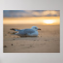 Suche nach möwen poster Australien