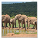Suche nach elefanten foto poster Afrika