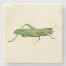 Recherche de insecte dessous de verres Vert
