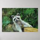 Recherche de ratons laveurs posters Faune