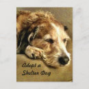 Suche nach obdachlos postkarten Rettung