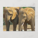 Suche nach zwei tiere postkarten Zootiere
