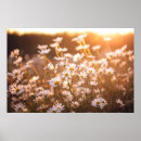 Suche nach gänseblümchen poster Blumenstrauß