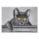 Recherche de yeux posters Sauvage