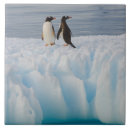 Recherche de iceberg carreaux Oiseau