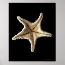 Suche nach skelette poster Tiere