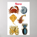 Suche nach wirbellose poster Fisch