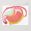 Recherche de organes internes cartes postales Oesophage