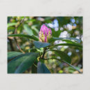 Recherche de rhododendron cartes postales Botanique