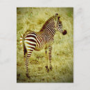 Suche nach zebra streifen postkarten Weiß