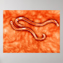 Recherche de microscopique posters Médical