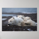Suche nach sau poster Herbst