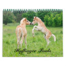 Suche nach colt kalender Pony
