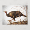 Recherche de turkey cartes postales Oiseaux
