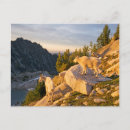 Recherche de animal adulte cartes postales Bébé