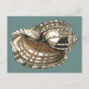 Recherche de océan cartes postales Coquillage