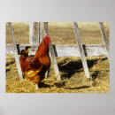 Suche nach rooster poster Bauernhof