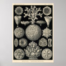 Recherche de plaques posters Kunstformen der natur