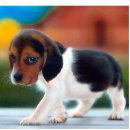 Recherche de chiot photo sculptures Beagle