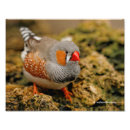 Recherche de zèbre rouge art Faune