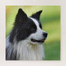 Suche nach collies puzzle Fotografie