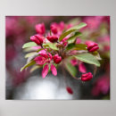 Recherche de fleur de pomme posters Printemps