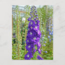 Recherche de delphinium cartes postales Fleurs