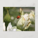 Recherche de coccinelles roses cartes postales Mignon