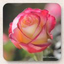 Recherche de thé photographie Fleurs