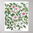 Suche nach besler poster Natur