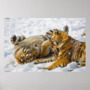 Recherche de tigre posters Hiver
