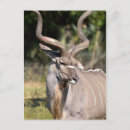 Recherche de antilopes cartes postales Grand