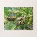 Suche nach raupen puzzle Schmetterlinge
