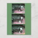Recherche de de terrier noël cartes Pitbull