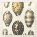 Suche nach vintage muschel untersetzer Küste