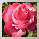 Suche nach hübschste rosen poster Romantisch