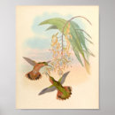 Suche nach vintage kolibris poster Blume