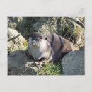 Suche nach niedlicher otter postkarten Tiere
