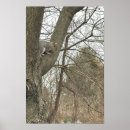 Suche nach eichhörnchen baum poster Fotografie